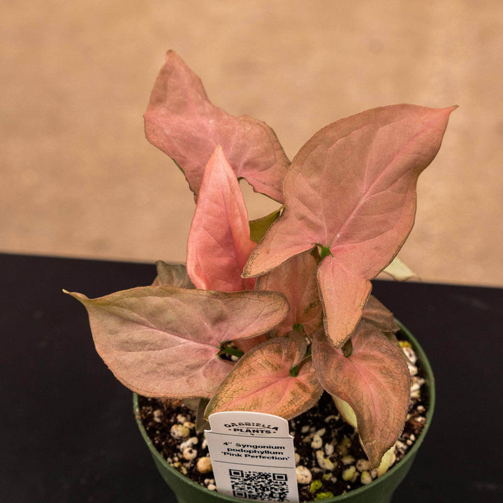 Gabriella Plants Syngonium 4" Syngonium podophyllum 'Pink Perfection'