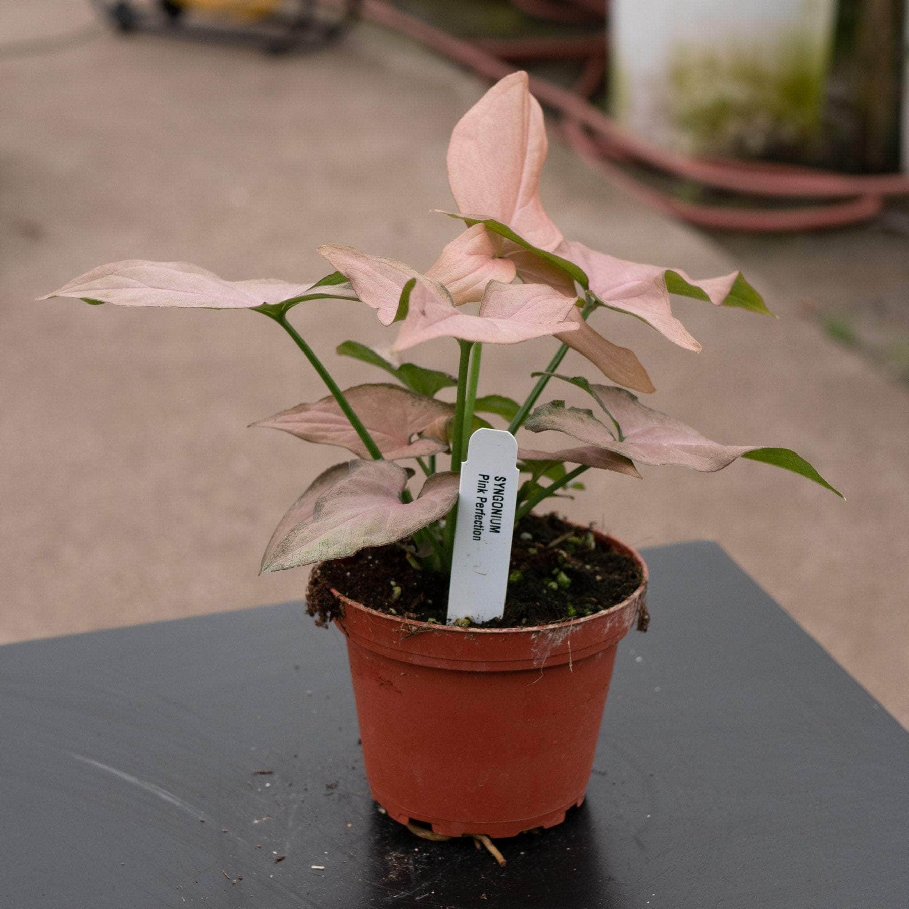 dracaena spathiphyllum ophiopogon trichomanes syngonium Syngonium podophyllum 'Pink Perfection'
