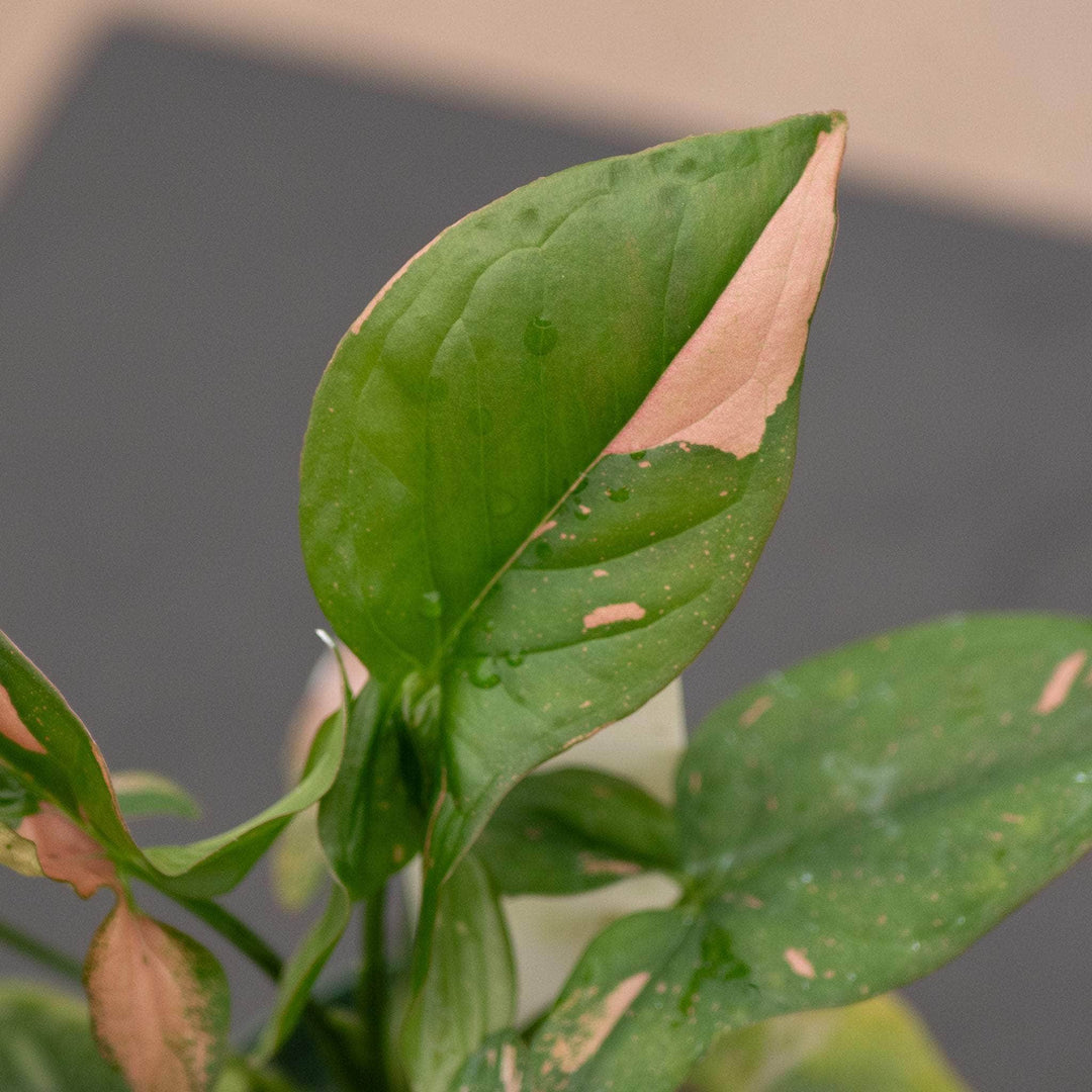Gabriella Plants Syngonium Syngonium podophyllum 'Pink Splash'