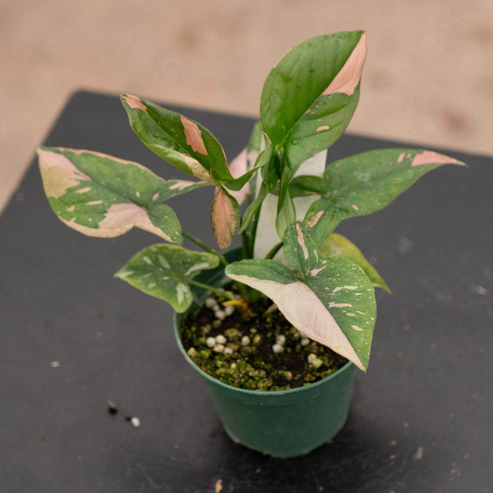 Gabriella Plants Syngonium Syngonium podophyllum 'Pink Splash'