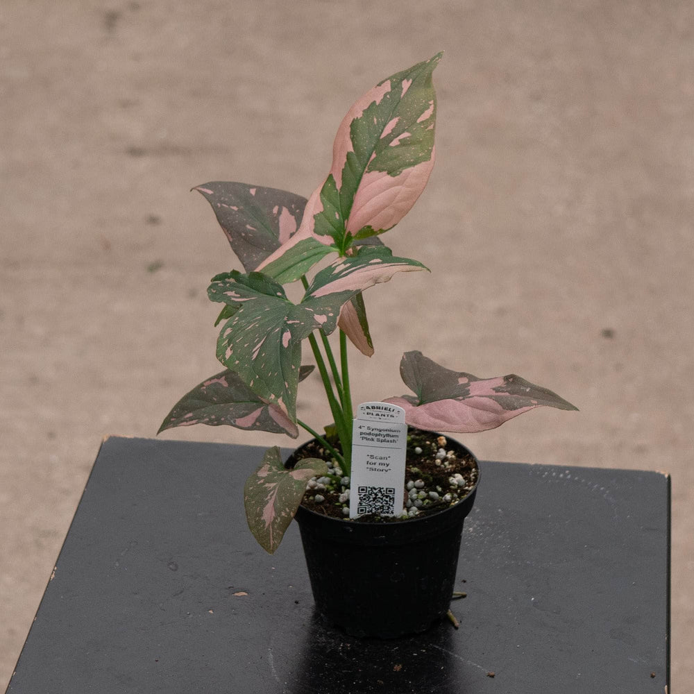 Gabriella Plants Syngonium Syngonium podophyllum 'Pink Splash'