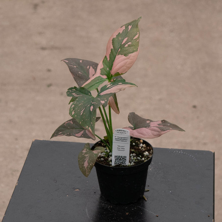 Gabriella Plants Syngonium Syngonium podophyllum &