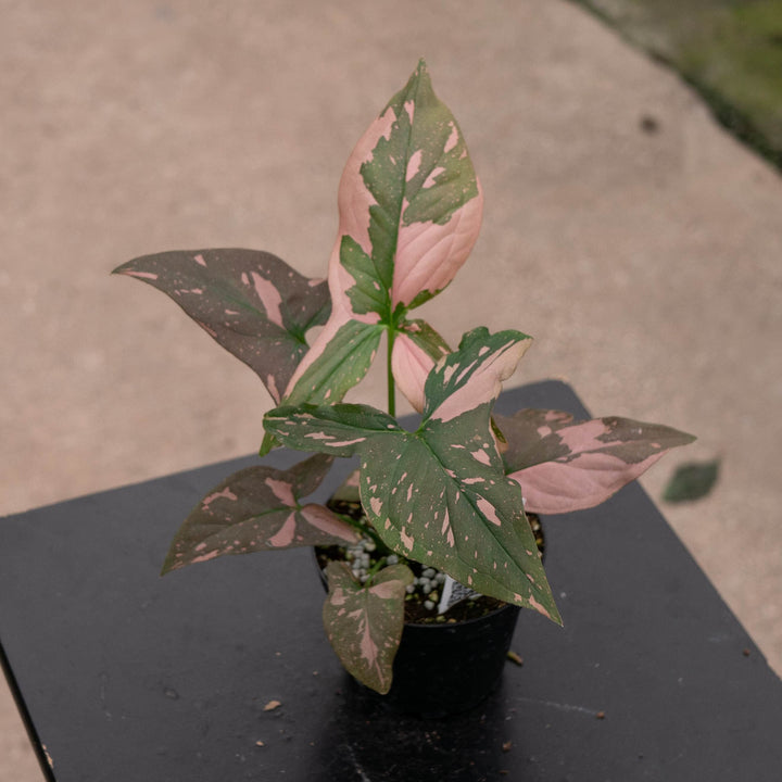 Gabriella Plants Syngonium Syngonium podophyllum &