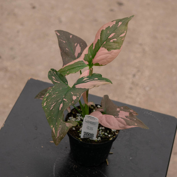Gabriella Plants Syngonium Syngonium podophyllum &