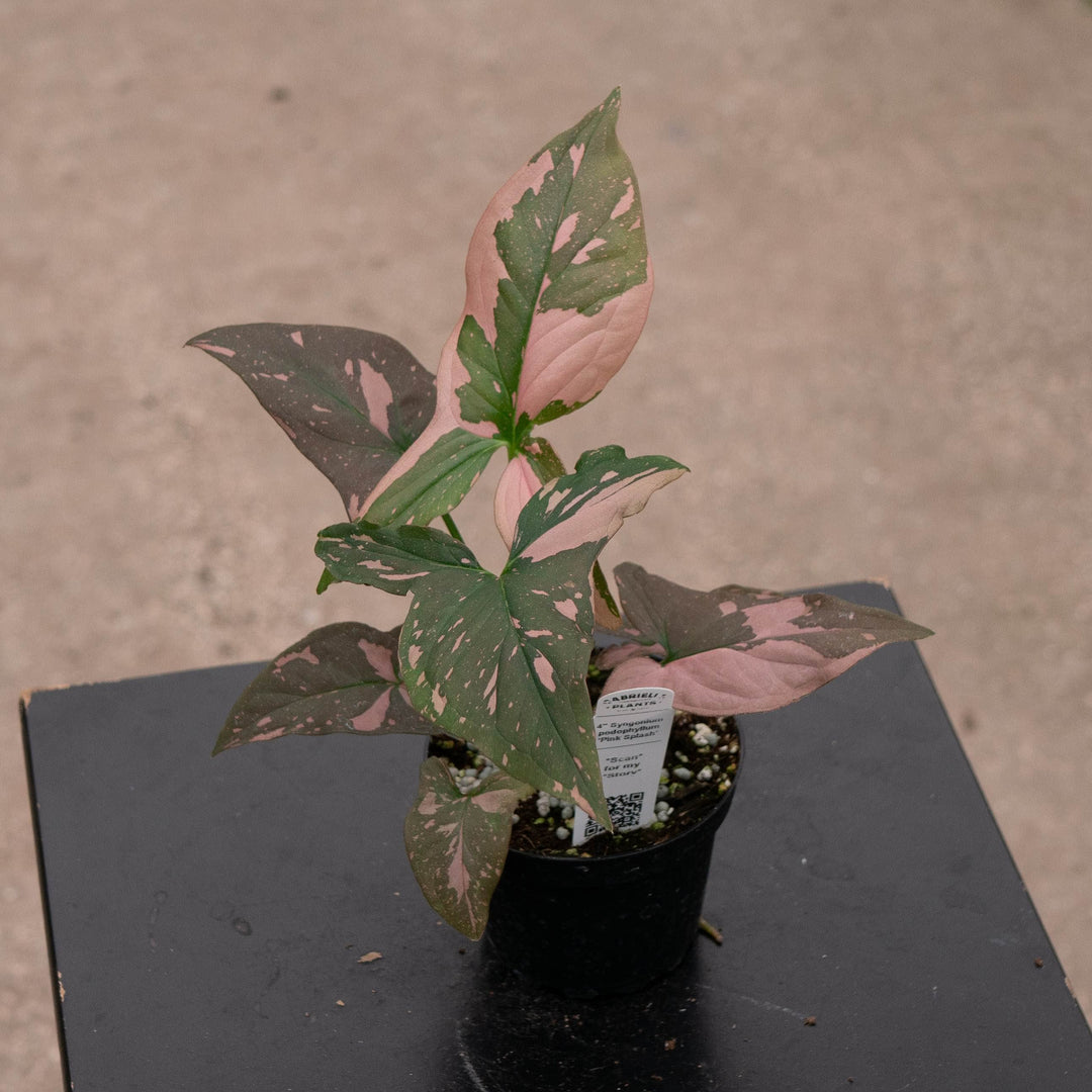 Gabriella Plants Syngonium Syngonium podophyllum &