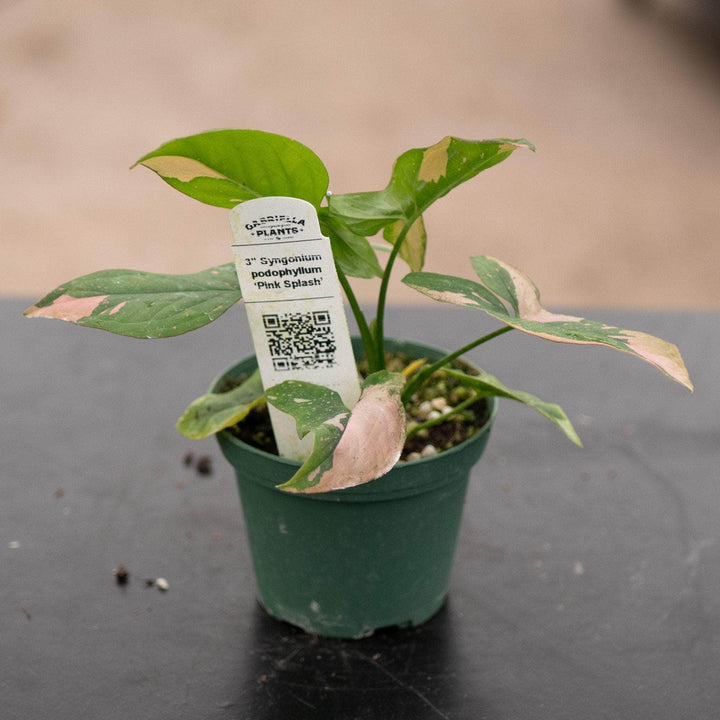 Gabriella Plants Syngonium 3" Syngonium podophyllum 'Pink Splash'