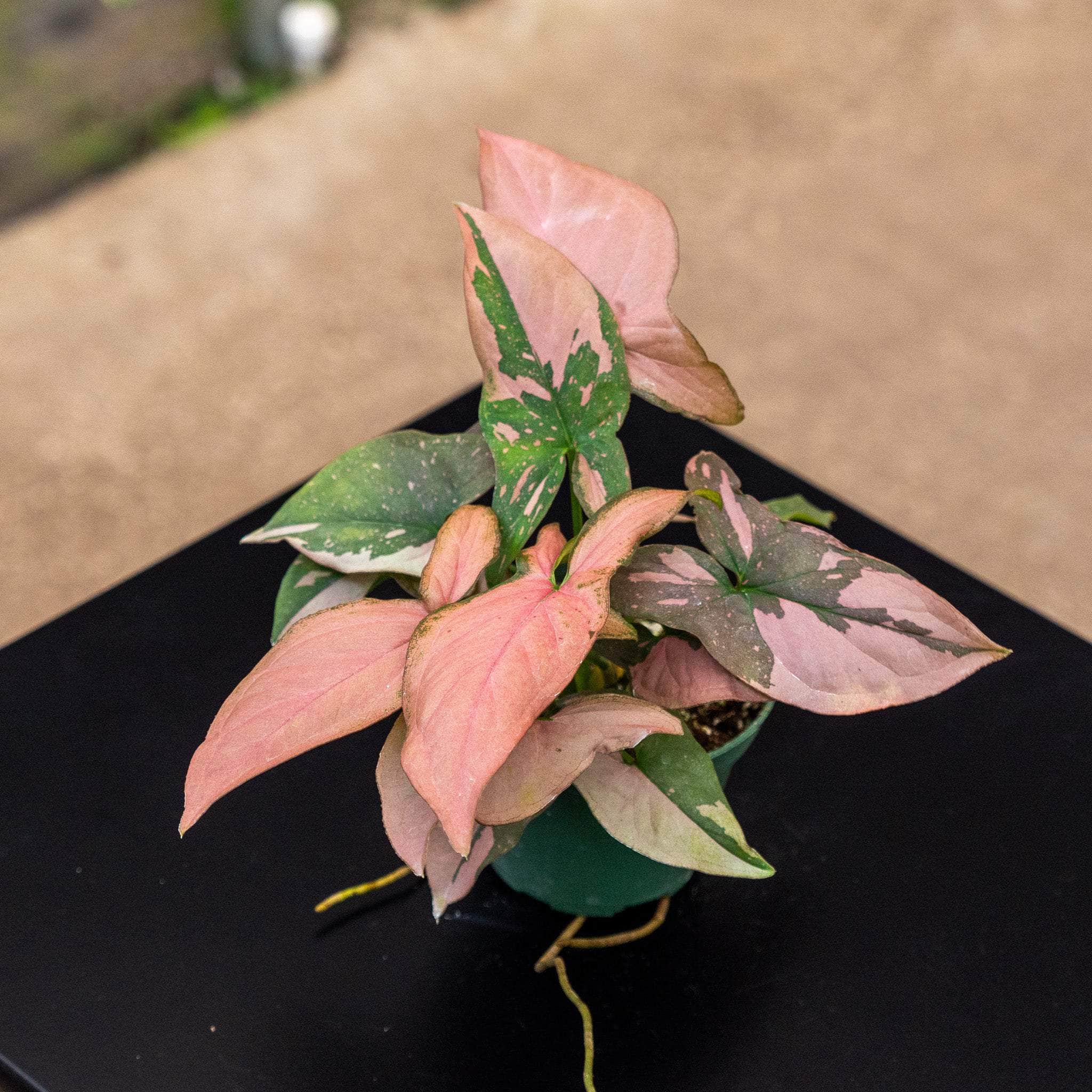 Gabriella Plants Syngonium 3" Syngonium podophyllum 'Pink Splash'