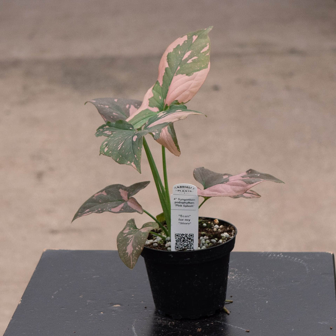 Gabriella Plants Syngonium 4" Syngonium podophyllum 'Pink Splash'