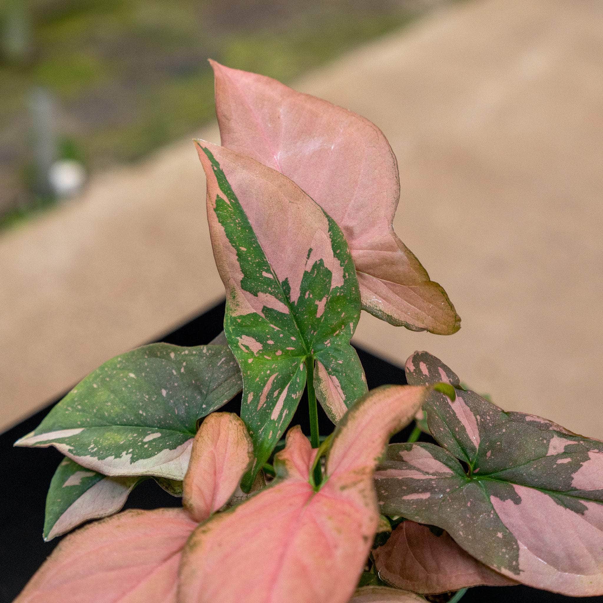 Gabriella Plants Syngonium 4" Syngonium podophyllum 'Pink Splash'