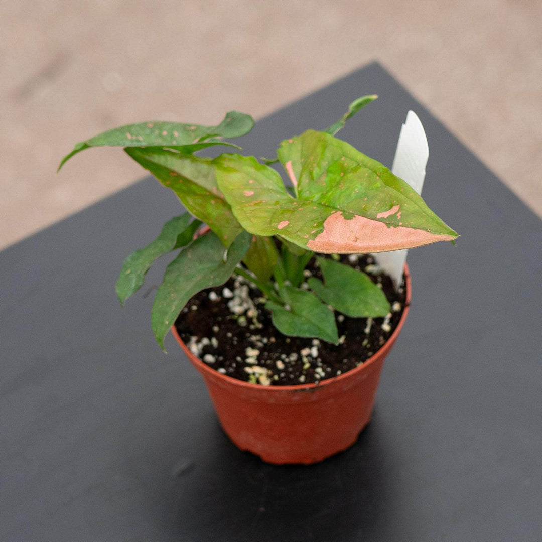 pink splash plant indoors Syngonium podophyllum 'Pink Splash'