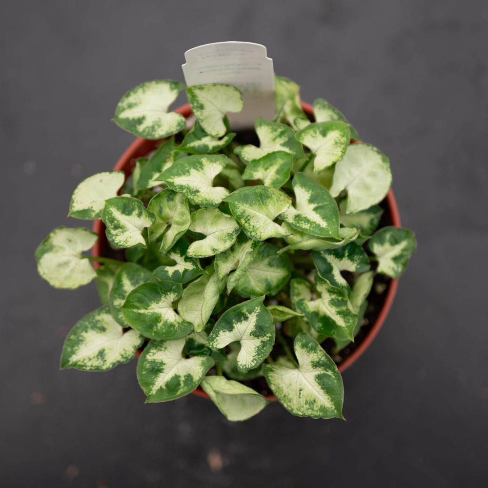 Gabriella Plants Syngonium 4" Syngonium podophyllum 'Pixie'