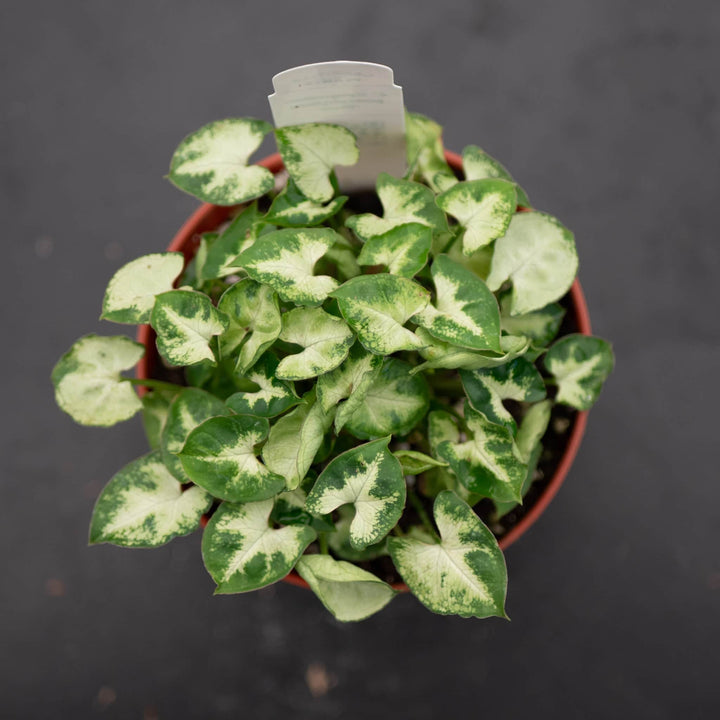 Gabriella Plants Syngonium 4" Syngonium podophyllum 'Pixie'