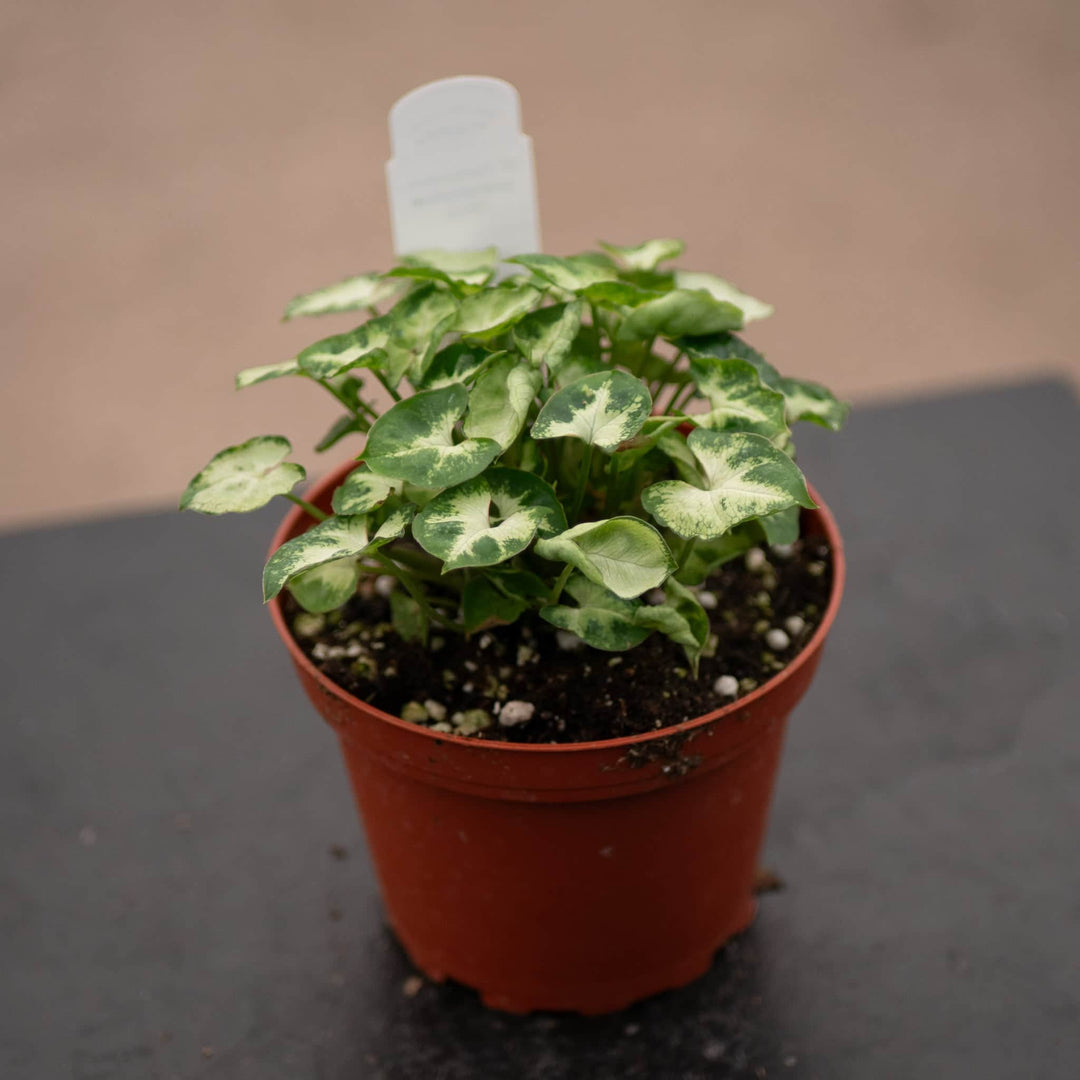 Gabriella Plants Syngonium 4" Syngonium podophyllum 'Pixie'