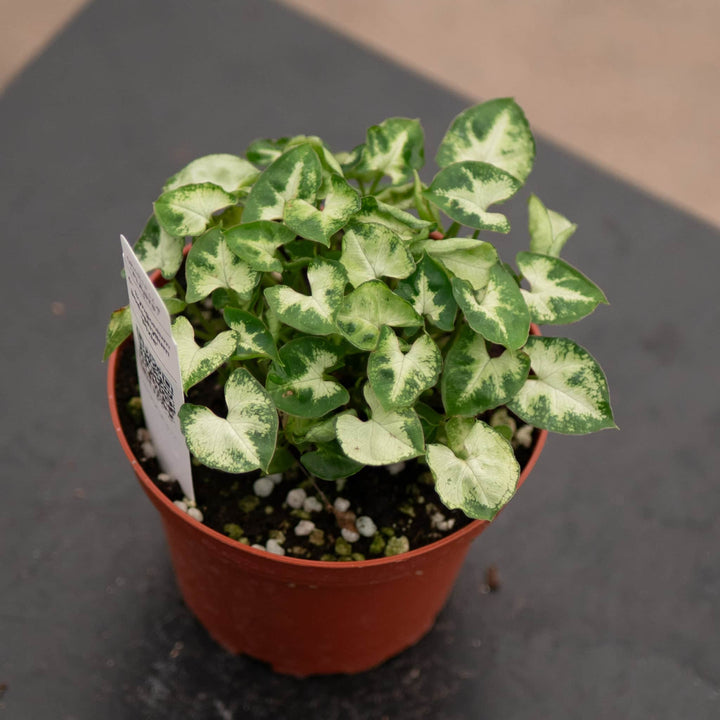 Gabriella Plants Syngonium 4" Syngonium podophyllum 'Pixie'