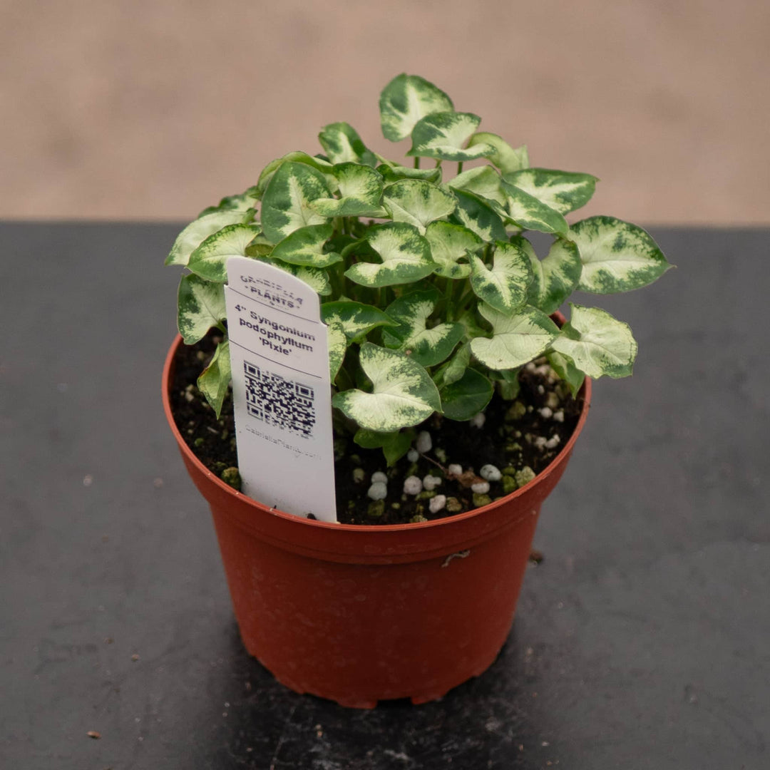 Gabriella Plants Syngonium 4" Syngonium podophyllum 'Pixie'