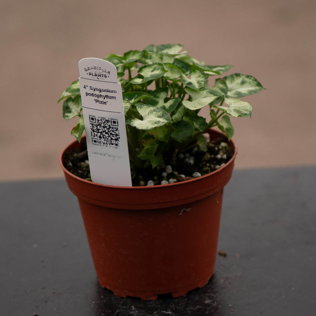 Gabriella Plants Syngonium 4" Syngonium podophyllum 'Pixie'