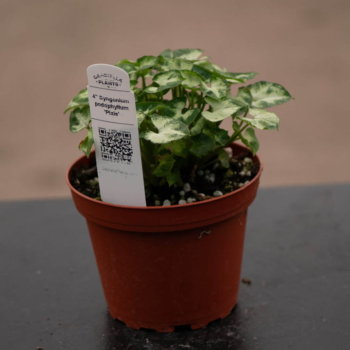 Gabriella Plants Syngonium 4" Syngonium podophyllum 'Pixie'