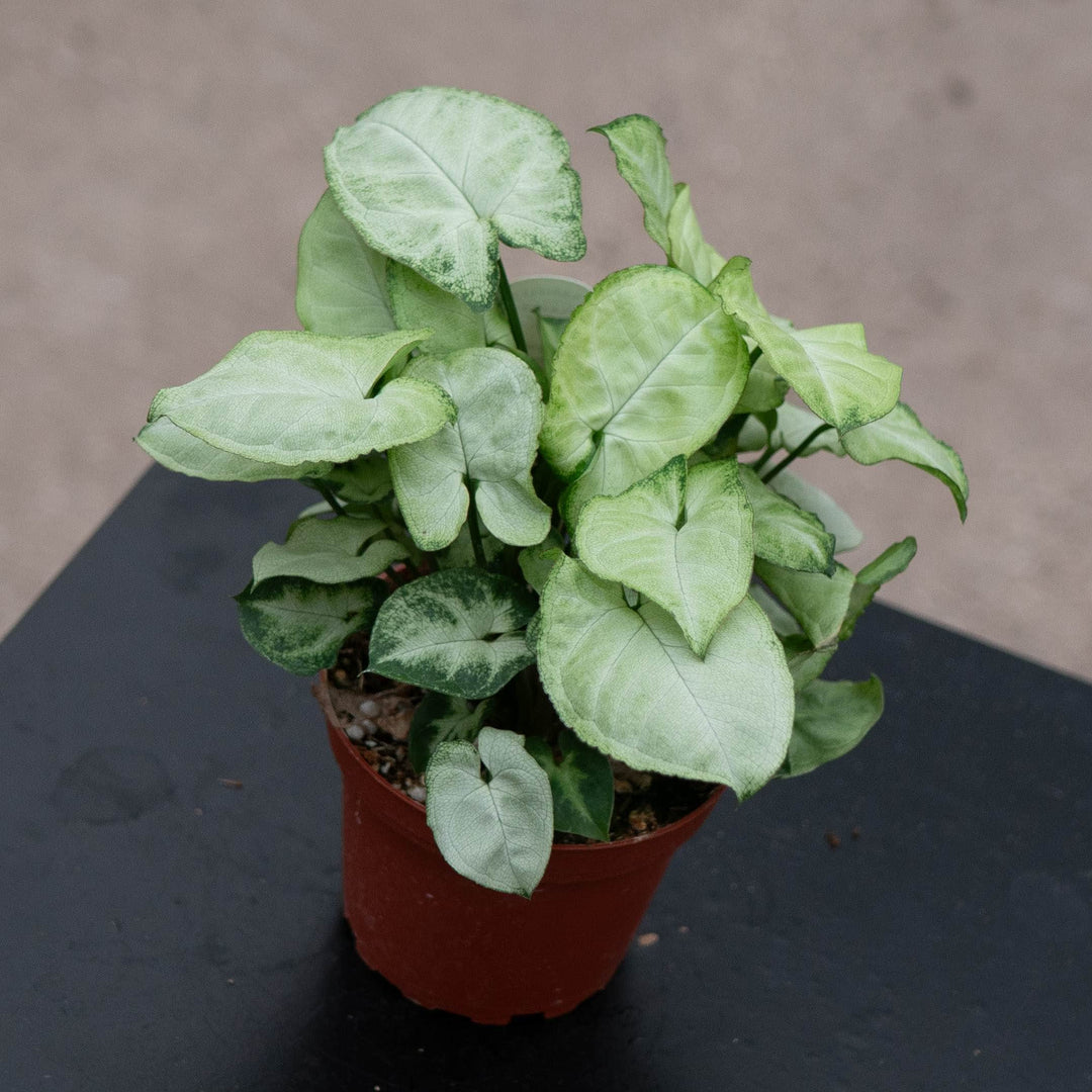 Gabriella Plants Syngonium 4" Syngonium podophyllum &