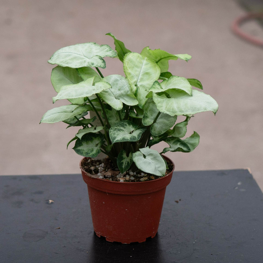 Gabriella Plants Syngonium 4" Syngonium podophyllum 'Pixie'