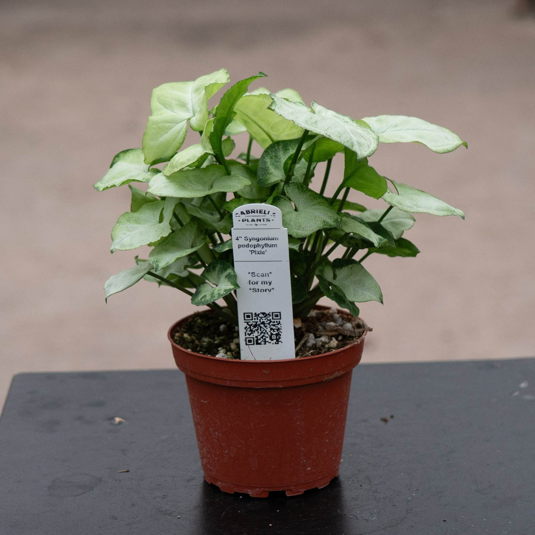 Gabriella Plants Syngonium 4" Syngonium podophyllum 'Pixie'