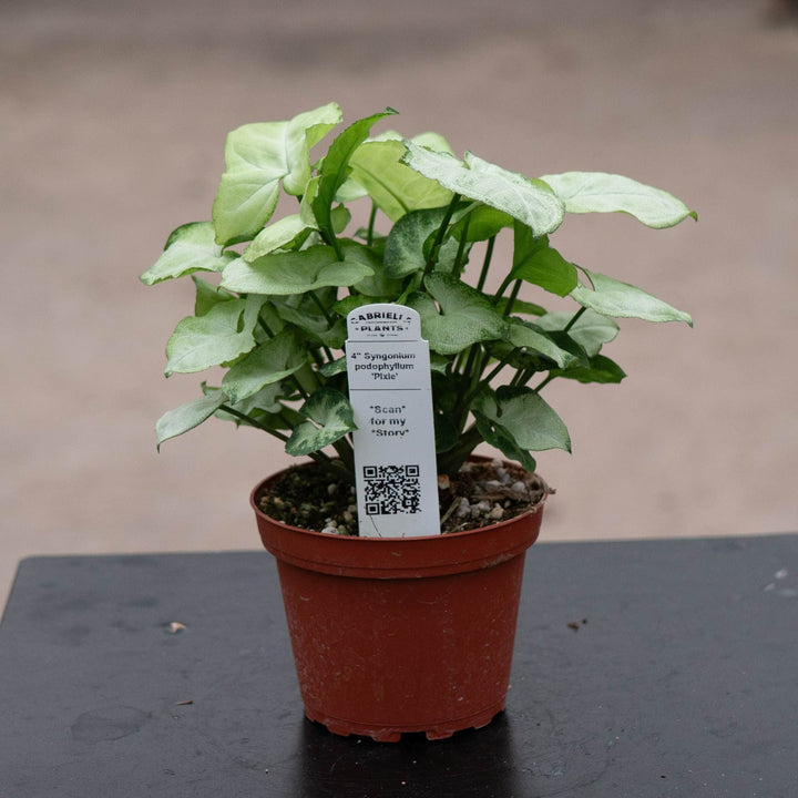 Gabriella Plants Syngonium 4" Syngonium podophyllum &