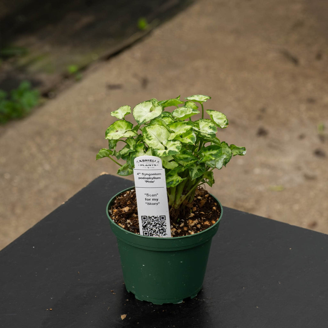 Gabriella Plants Syngonium 4" Syngonium podophyllum &