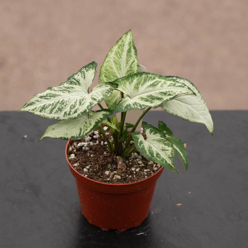 Gabriella Plants Syngonium 4" Syngonium podophyllum 'Randy'