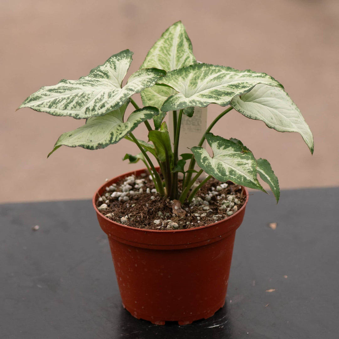 Gabriella Plants Syngonium 4" Syngonium podophyllum 'Randy'