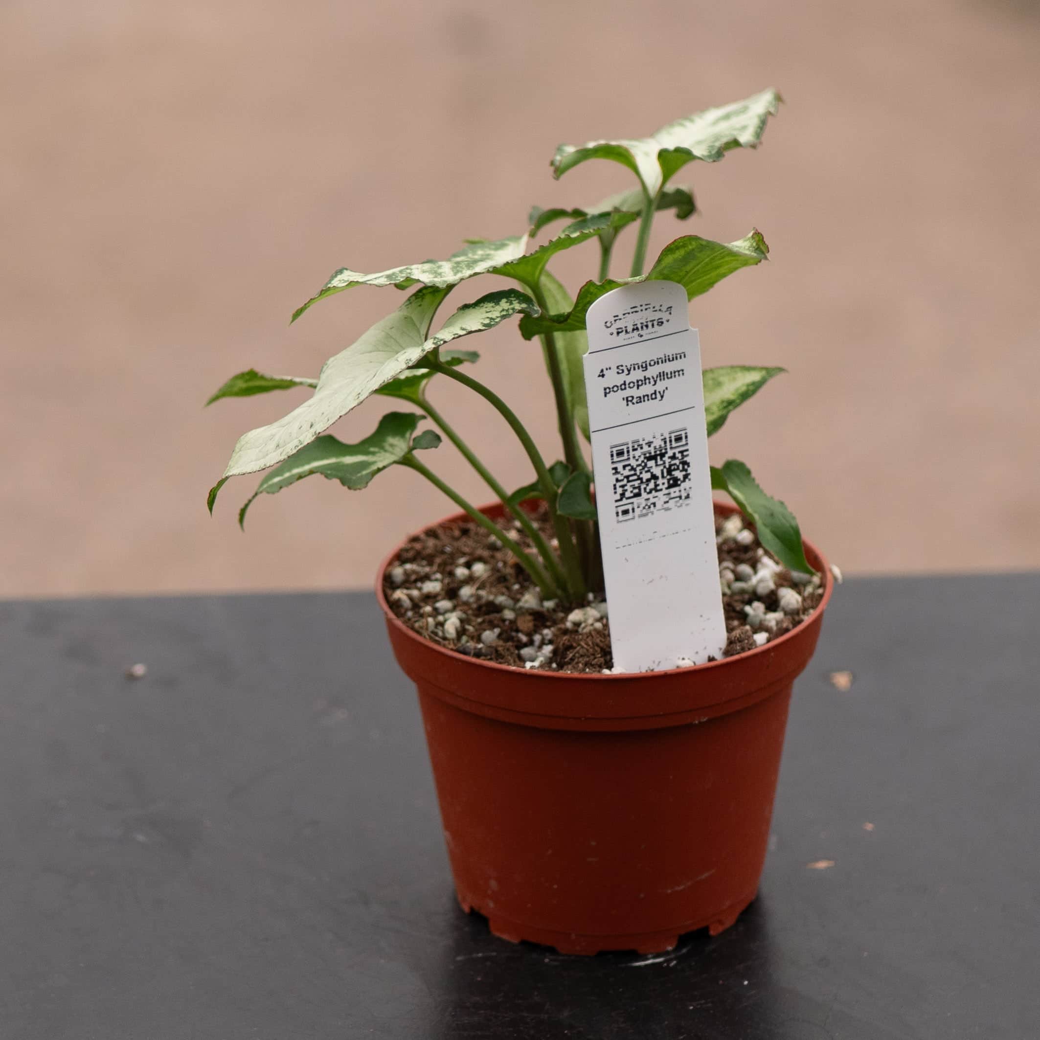 Gabriella Plants Syngonium podophyllum Randy - Thumbnail 4