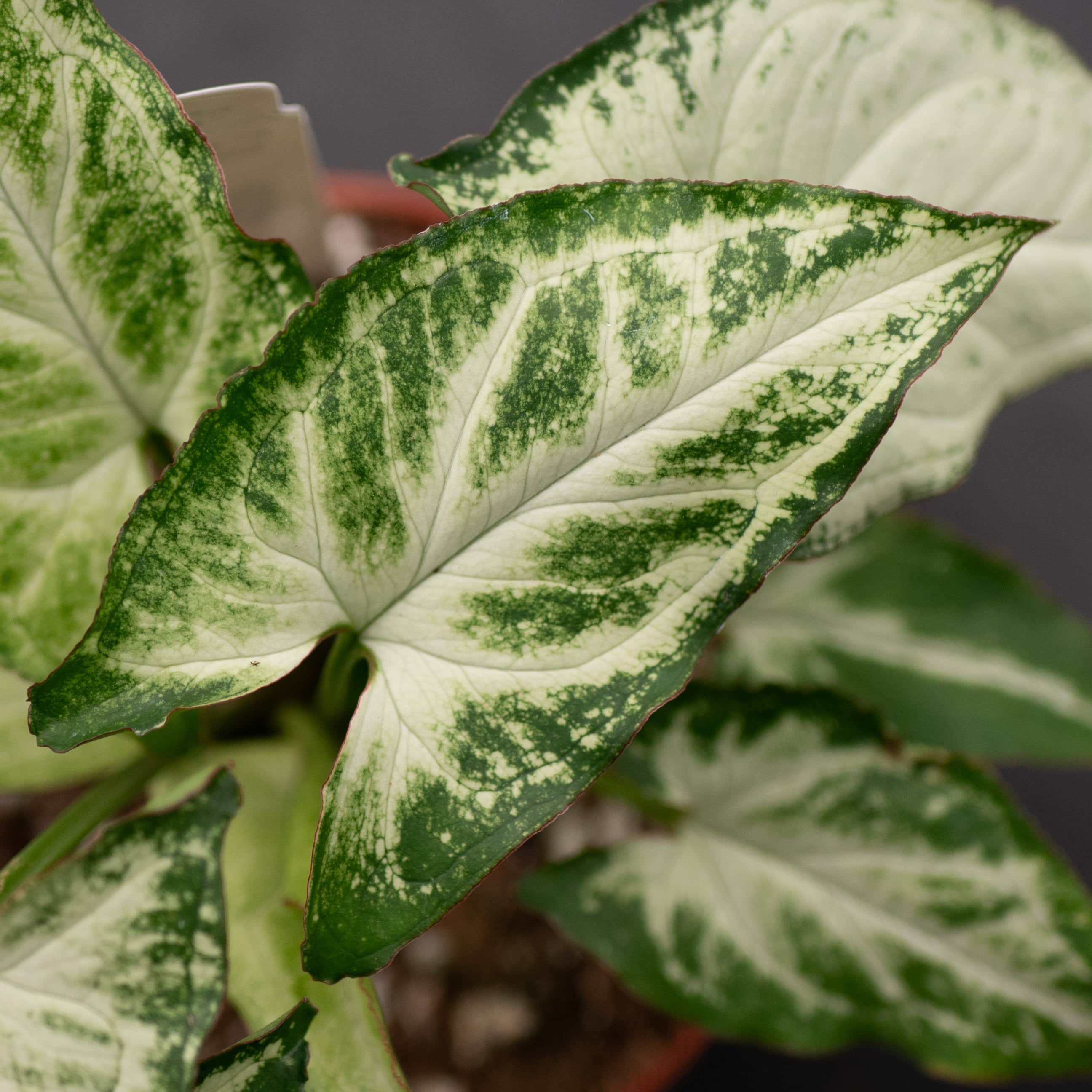 Gabriella Plants Syngonium podophyllum Randy - Thumbnail 3