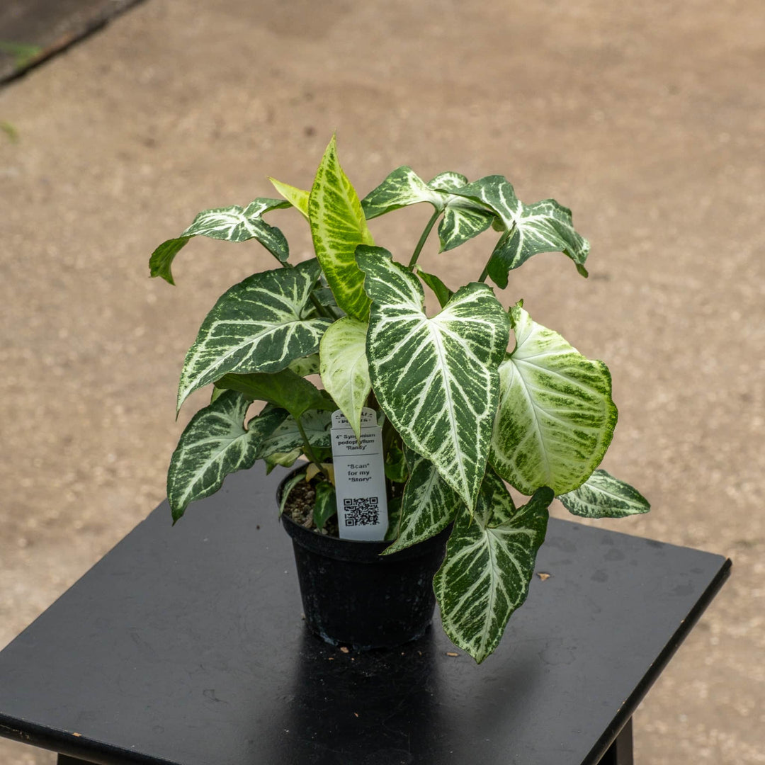 Gabriella Plants Syngonium 4" Syngonium podophyllum 'Randy'