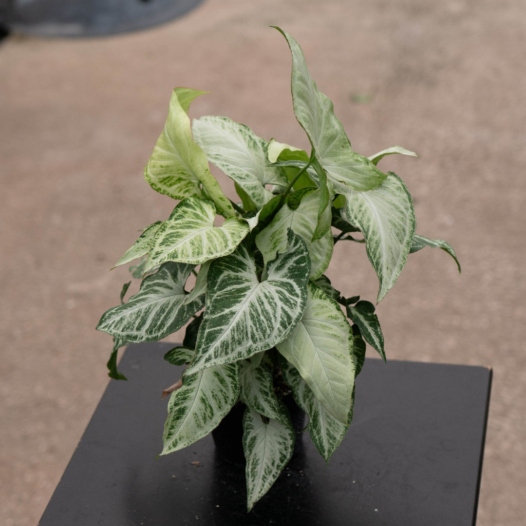 Gabriella Plants Syngonium 4" Syngonium podophyllum &