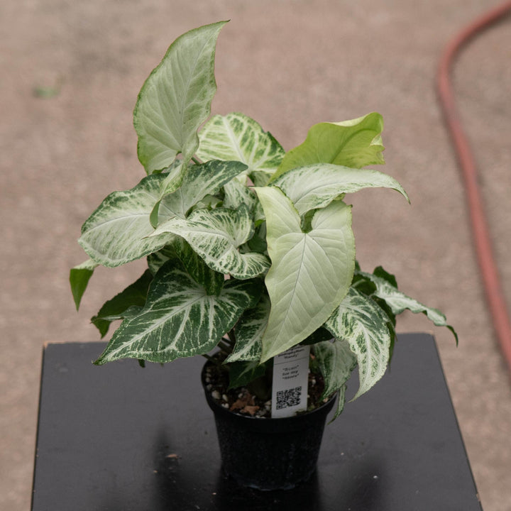 Gabriella Plants Syngonium 4" Syngonium podophyllum &