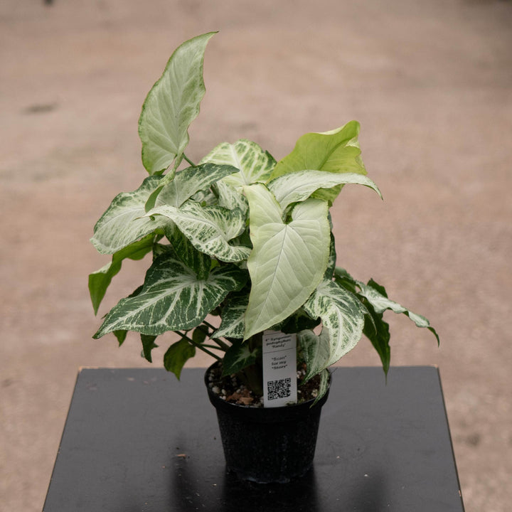Gabriella Plants Syngonium 4" Syngonium podophyllum &