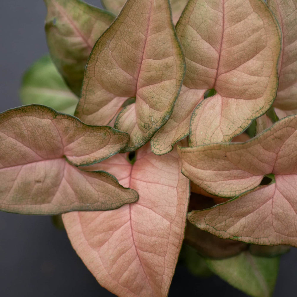 Gabriella Plants Syngonium Syngonium podophyllum 'Regina Red'