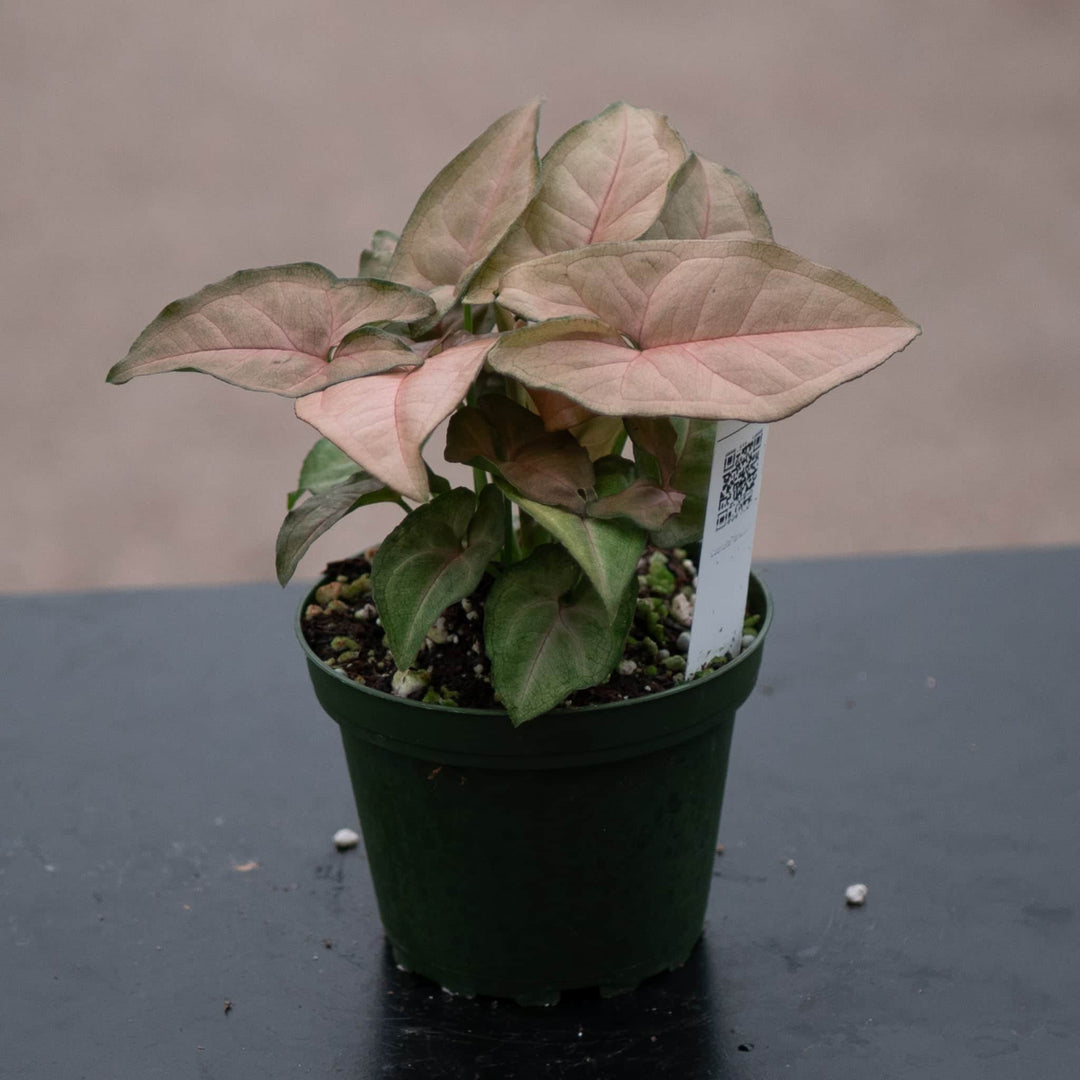 Gabriella Plants Syngonium Syngonium podophyllum 'Regina Red'