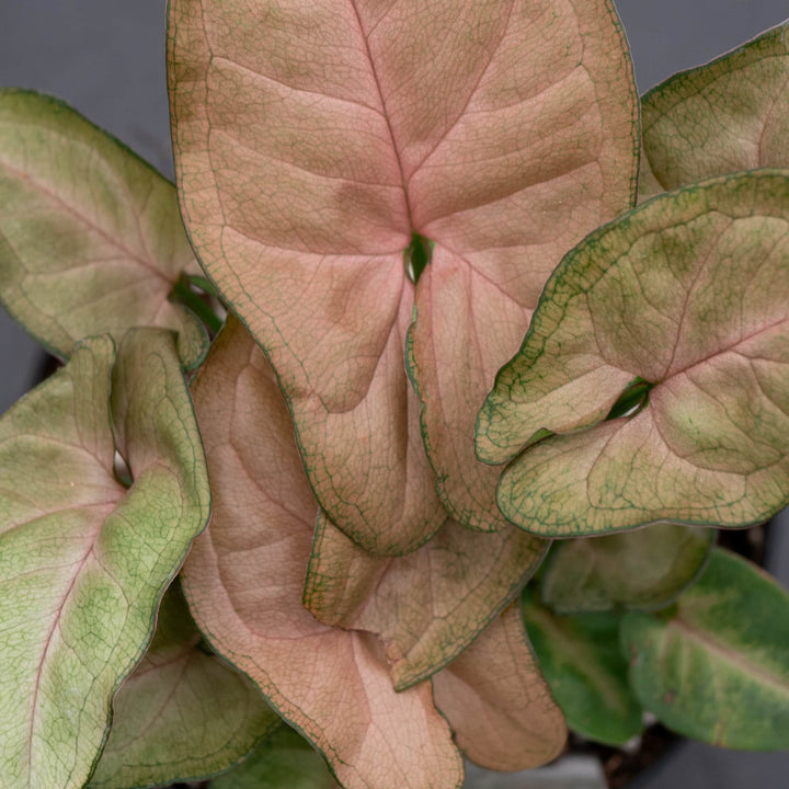 Gabriella Plants Syngonium Syngonium podophyllum 'Regina Red'