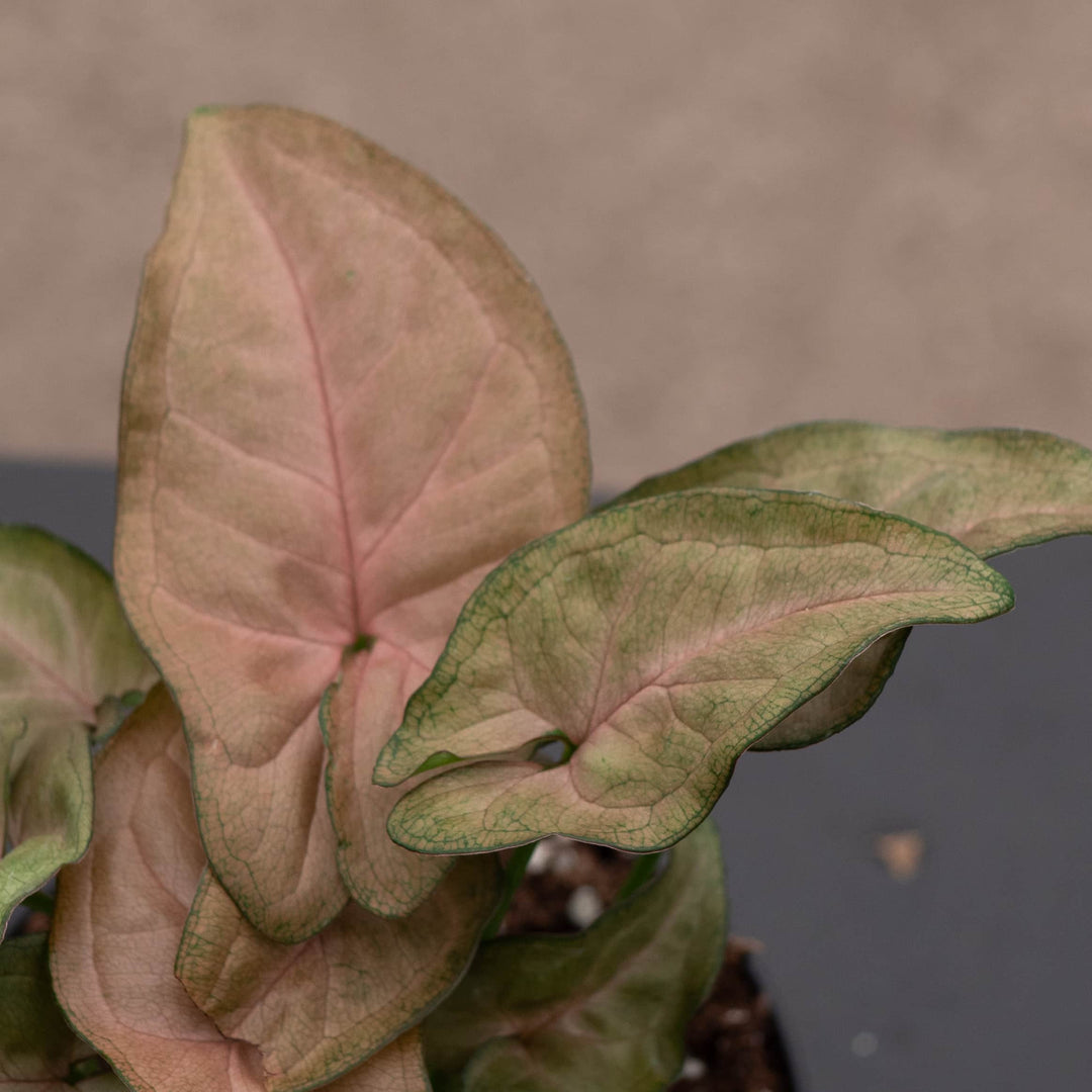Gabriella Plants Syngonium Syngonium podophyllum 'Regina Red'