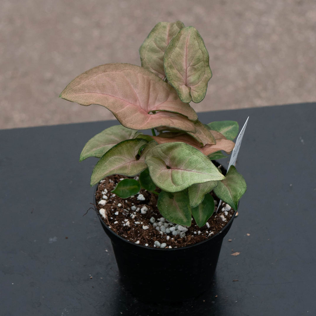 Gabriella Plants Syngonium Syngonium podophyllum 'Regina Red'