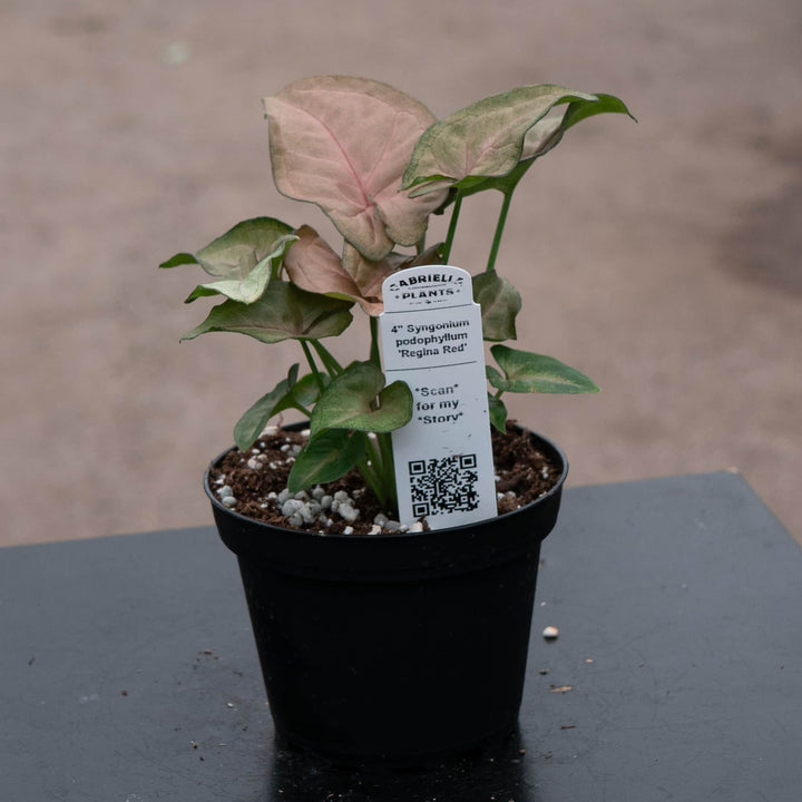 Gabriella Plants Syngonium 4" Syngonium podophyllum 'Regina Red'
