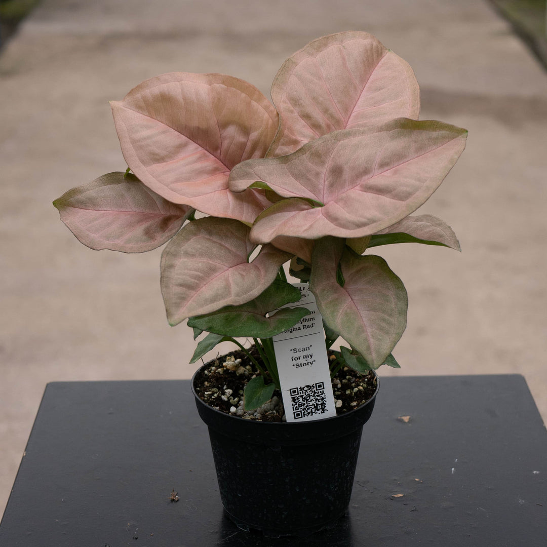 Gabriella Plants Syngonium 4" Syngonium podophyllum 'Regina Red'