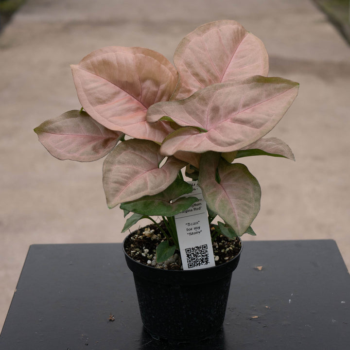Gabriella Plants Syngonium 4" Syngonium podophyllum 'Regina Red'