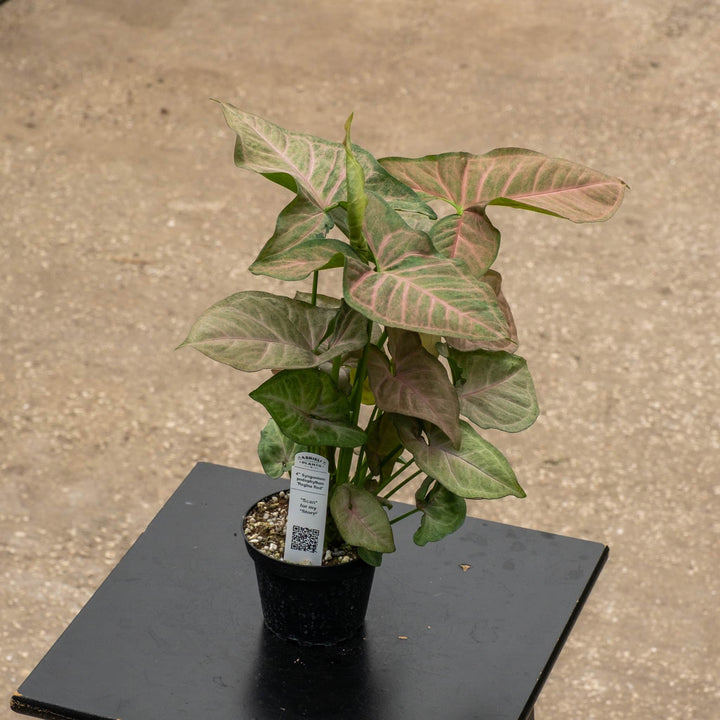 Gabriella Plants Syngonium 4" Syngonium podophyllum &