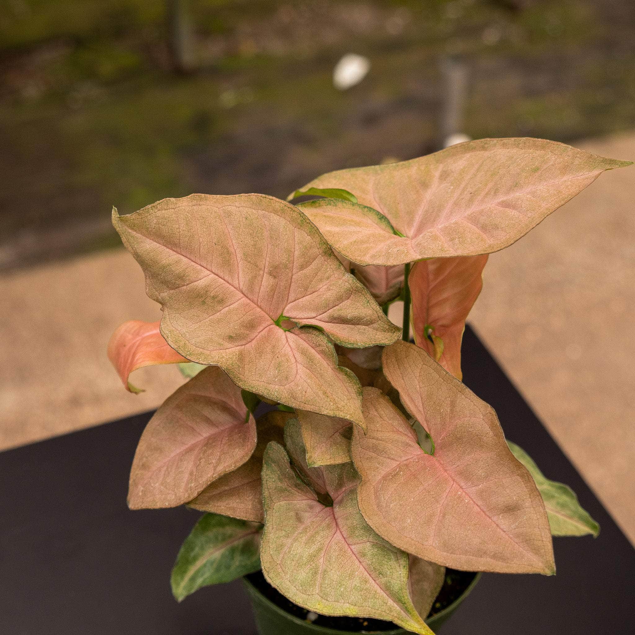 Salg centeret Godkendelse Syngonium podophyllum 'Regina Red' - Gabriella Plants