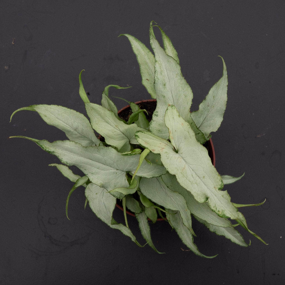 Gabriella Plants Syngonium 4" Syngonium podophyllum 'Silver Fox'