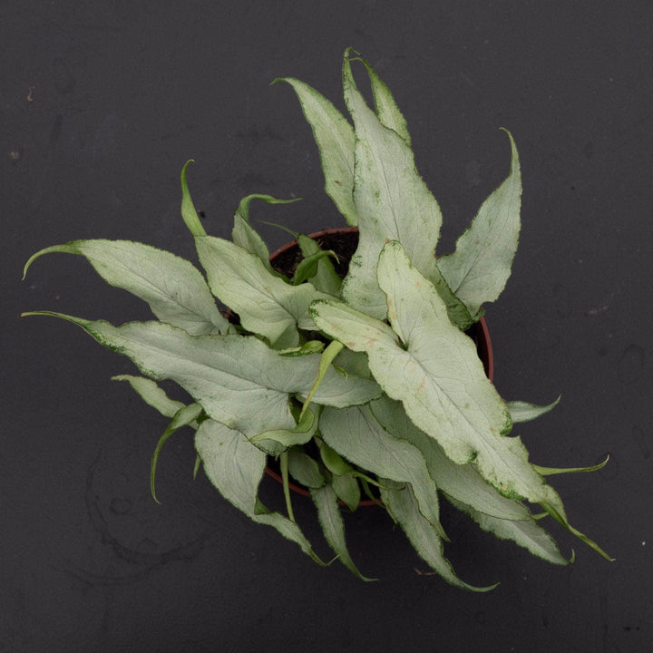 Gabriella Plants Syngonium 4" Syngonium podophyllum 'Silver Fox'