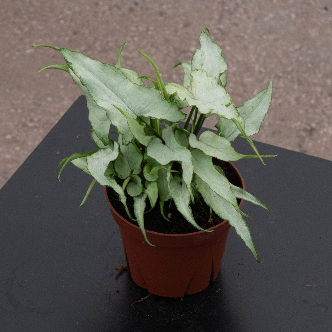Gabriella Plants Syngonium 4" Syngonium podophyllum 'Silver Fox'