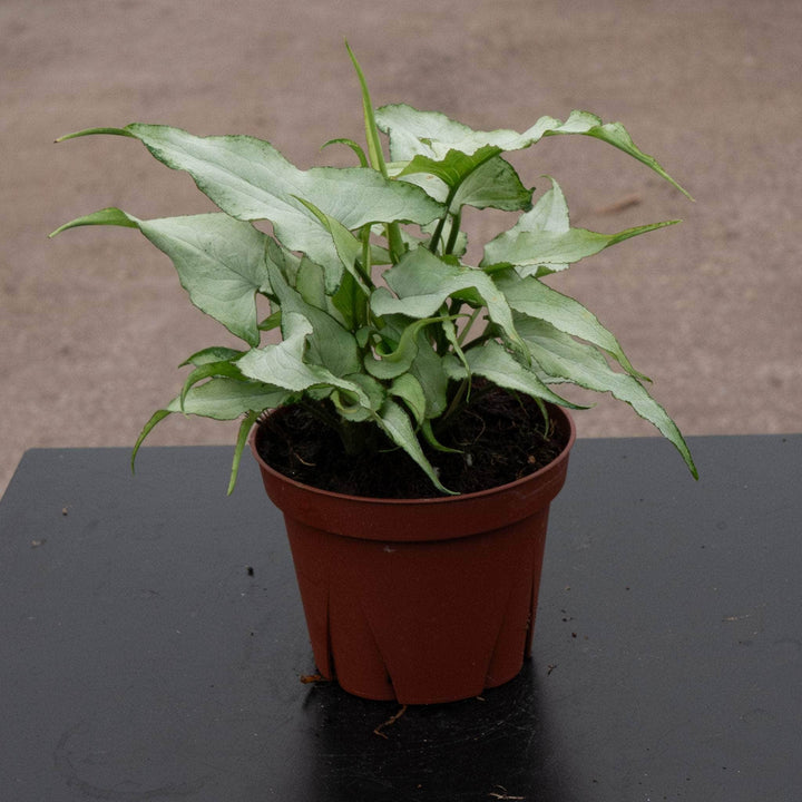 Gabriella Plants Syngonium 4" Syngonium podophyllum 'Silver Fox'