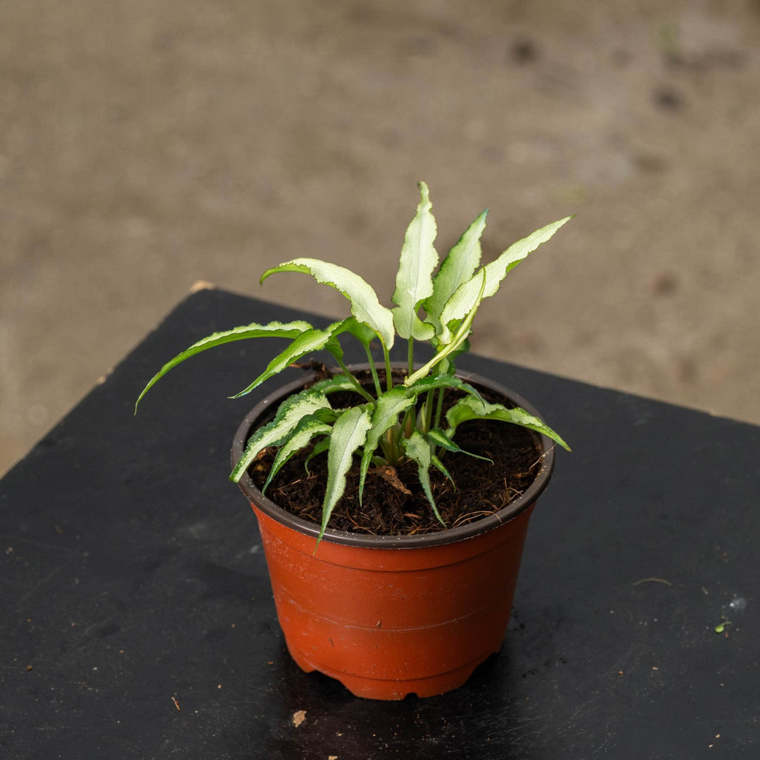 Gabriella Plants Syngonium 4" Syngonium podophyllum 'Starlite"