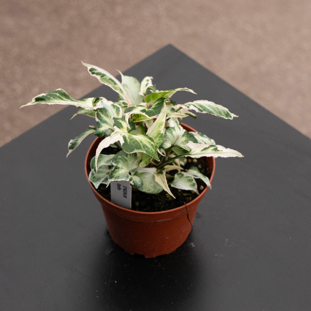 Gabriella Plants Syngonium 4” Syngonium podophyllum 'Starlite"